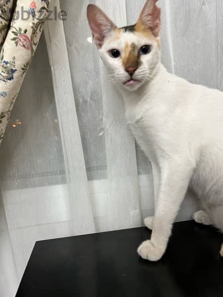 Beautiful Siamese Mix Cat for Adoption!! 3