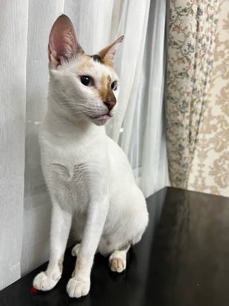 Beautiful Siamese Mix Cat for Adoption!! 4