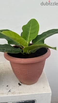 indoor plant