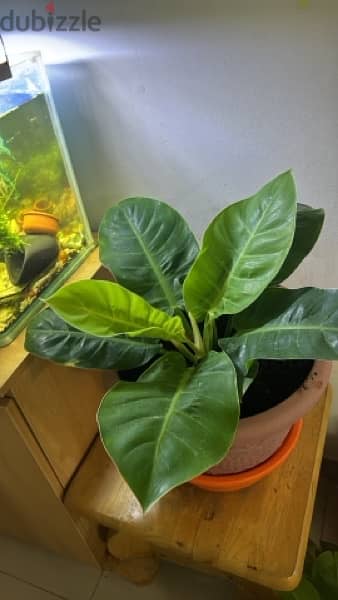 indoor plant 1