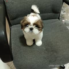 Super Cute Shih Tzu Puppies