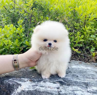 Pomeranian Puppy's for sale. WHATSAPP :‪ +1 (484),718‑9164‬