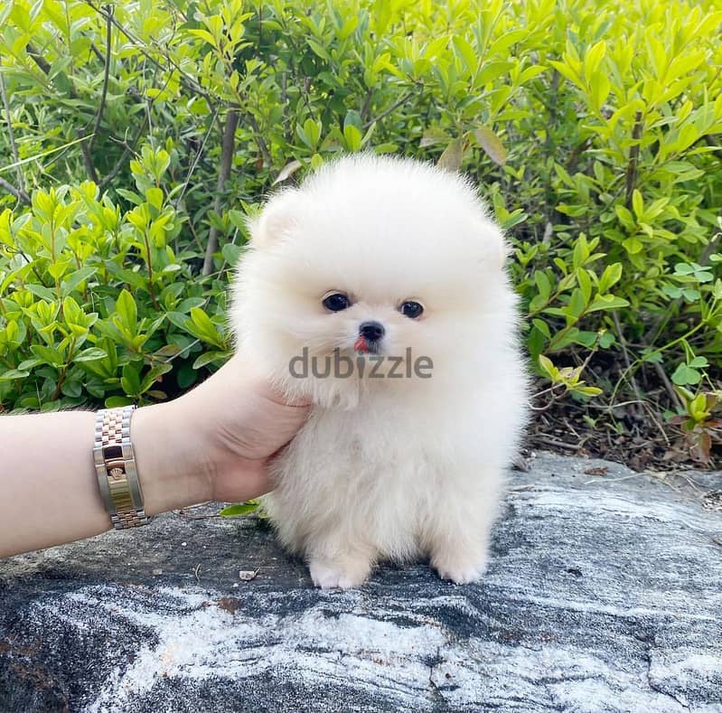 Pomeranian Puppy's for sale. WHATSAPP :‪ +1 (484),718‑9164‬ 0