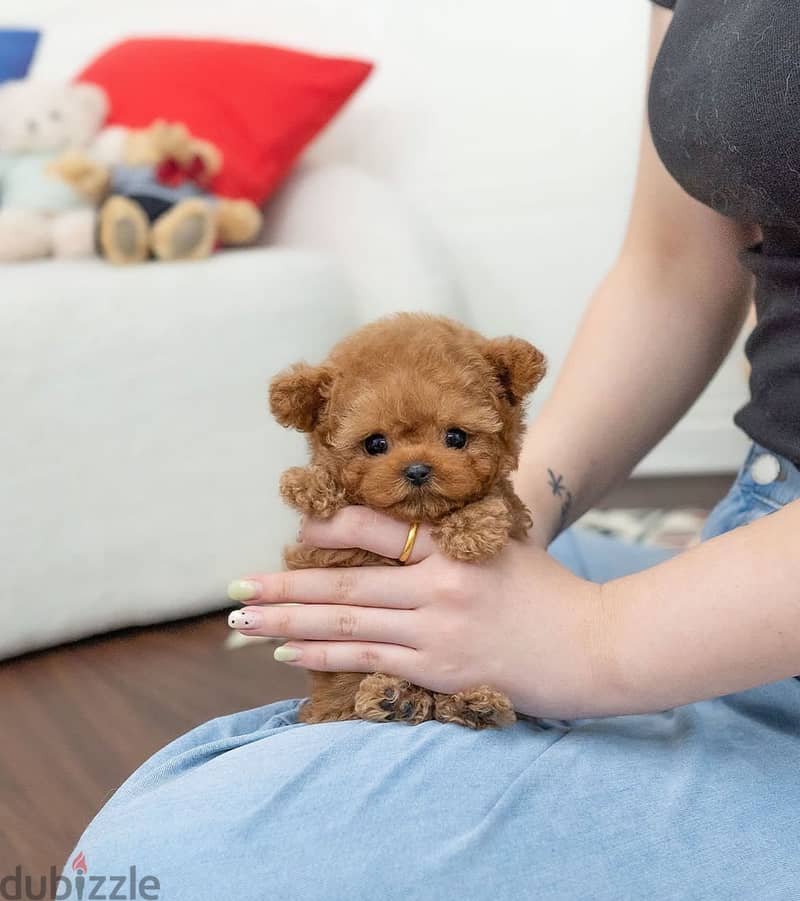 Mini Poodle for sale . WHATSAPP:‪ +1 (484),718‑9164‬ 1