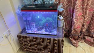 Fish Aquarium