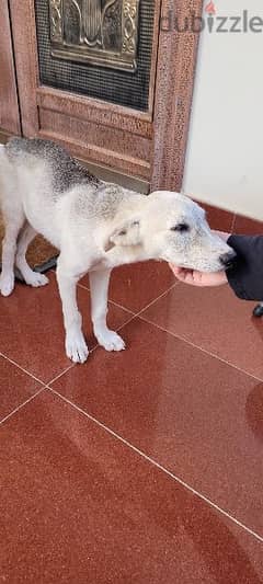 FREE - Friendly white dog needs a home