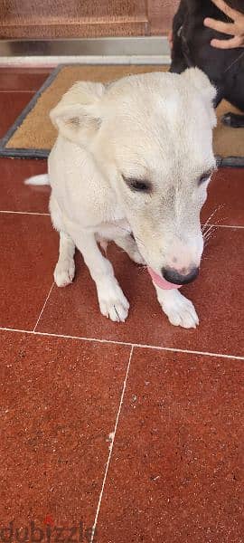 FREE - Friendly white dog needs a home 3