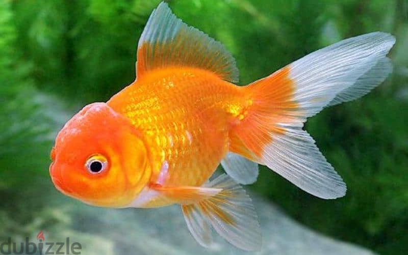 small size gold fish avaialble home breeding watsapp me 95286803 0