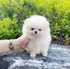 CKC reg. Micro Teacup Pomeranian Puppies for sale with papers. 0