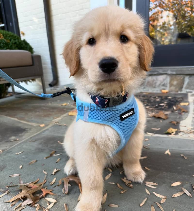 Golden Retriever Puppies Ready For You 0