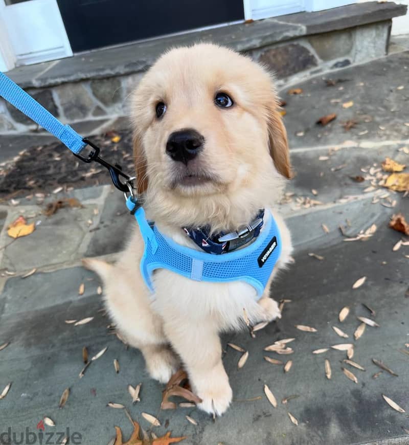 Golden Retriever Puppies Ready For You 1