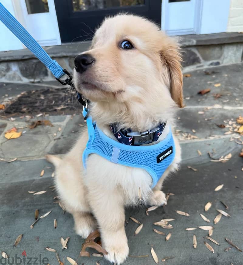 Golden Retriever Puppies Ready For You 2