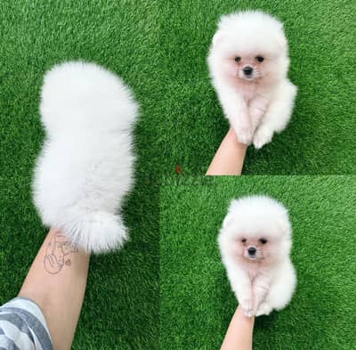 Pomeranian puppy's for sale.