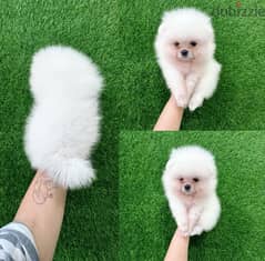 Pomeranian puppy for sale. WHATSAPP :‪ +1 (484),718‑9164‬ 0