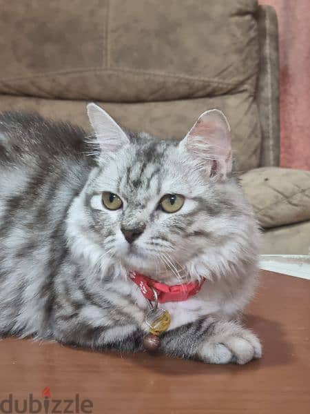 5 months old female Turkish Angora 3