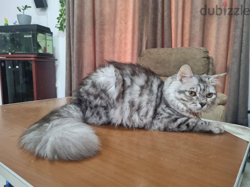 5 months old female Turkish Angora 4