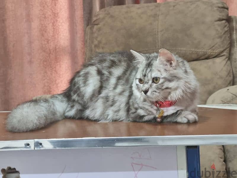 5 months old female Turkish Angora 5