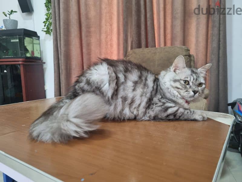 5 months old female Turkish Angora 6