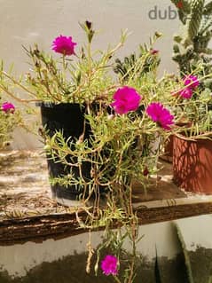 Moss Rose / Portulaca / Ten o'clock flower