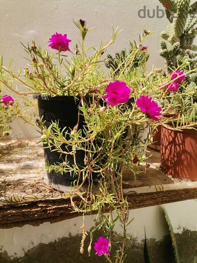 Moss Rose / Portulaca / Ten o'clock flower