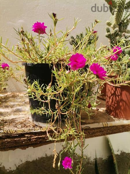 Moss Rose / Portulaca / Ten o'clock flower 0