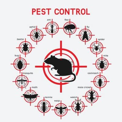 Quality Pest Control Service and House Cleaning