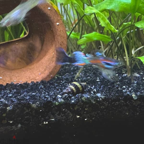 Assassin Snails 1