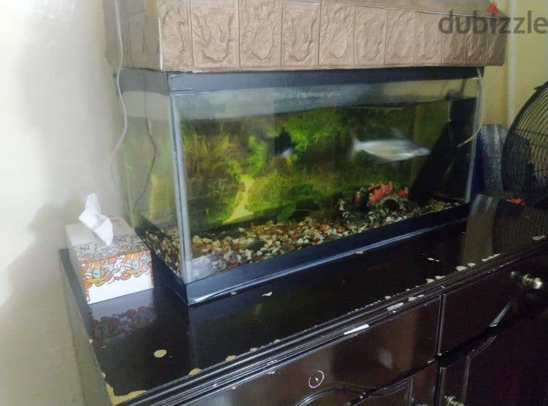 fish tank for sale good condition 1