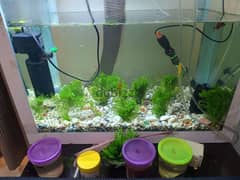 aquarium live plants available only 1 riyal bunch