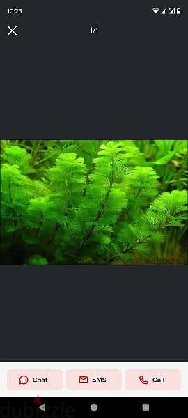 aquarium live plants available only 1 riyal bunch 1