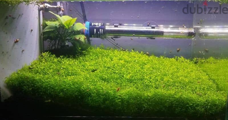 aquarium live plants available only 1 riyal bunch 2