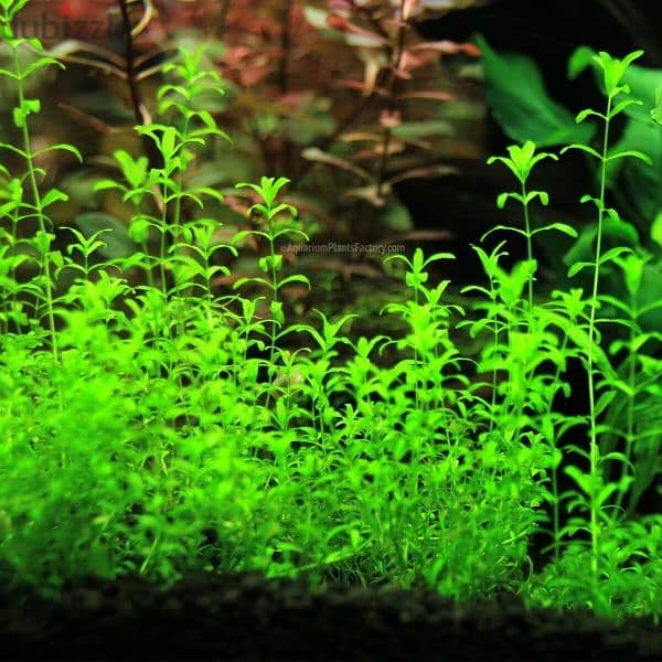 aquarium live plants available only 1 riyal bunch 3