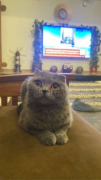 Scottish fold 0