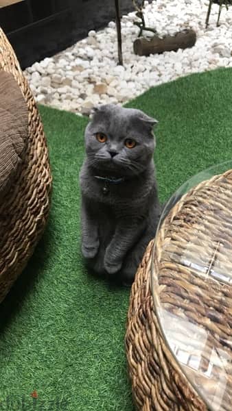 Scottish fold 1