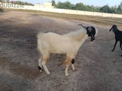 Pakistani goats for sale