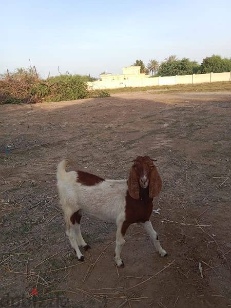 Pakistani goats for sale 1