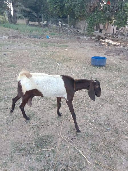 Pakistani goats for sale 2