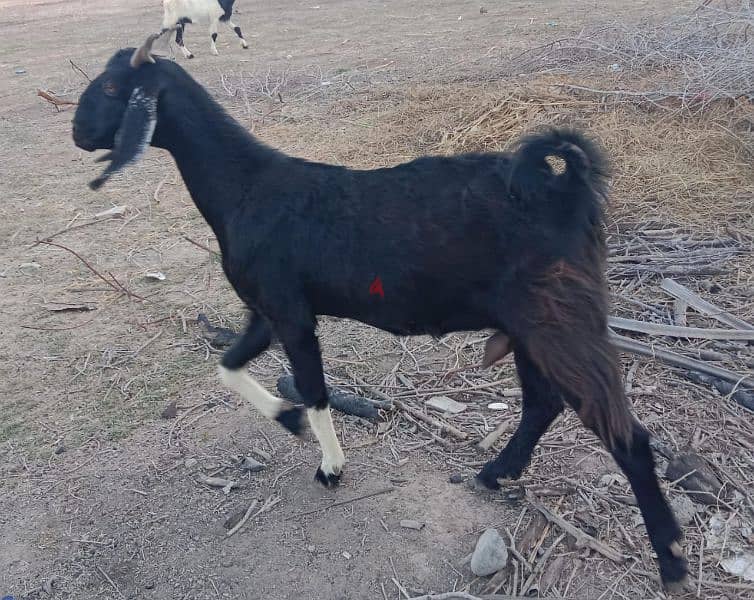 Pakistani goats for sale 3