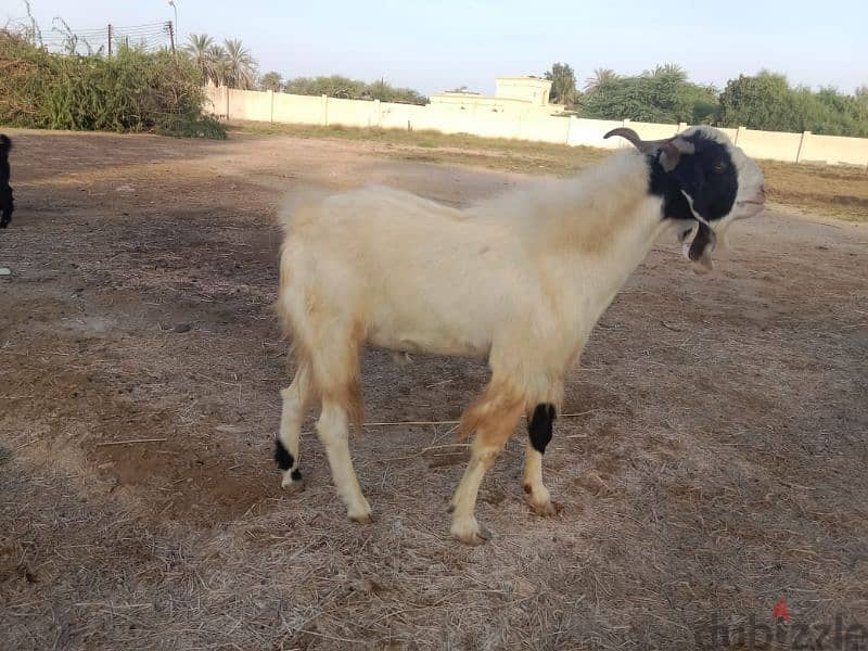 Pakistani goats for sale 4