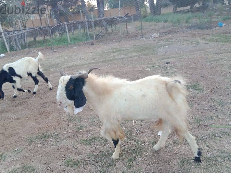 Pakistani goats for sale 5