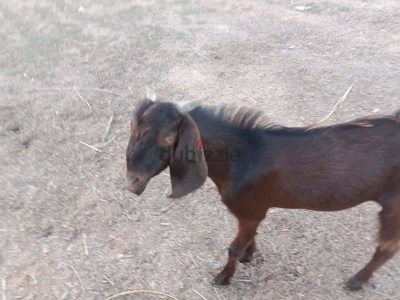 Pakistani goats for sale 6