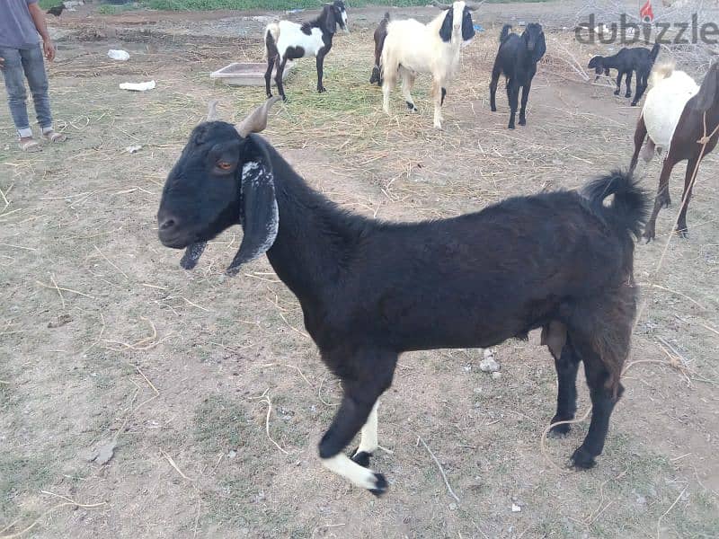 Pakistani goats for sale 7