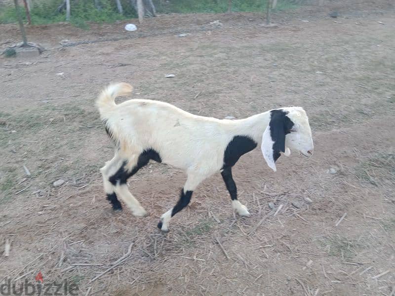 Pakistani goats for sale 8