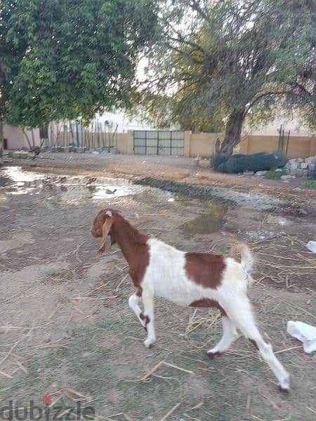 Pakistani goats for sale 9