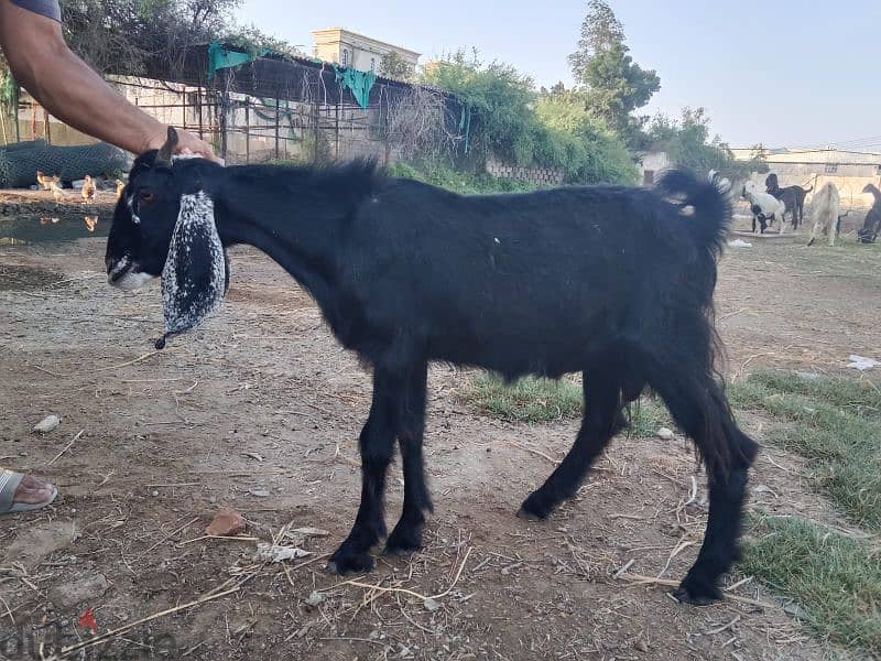 Pakistani goats for sale 10