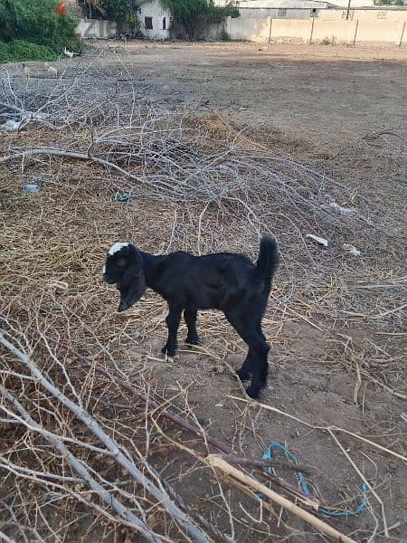 Pakistani goats for sale 11