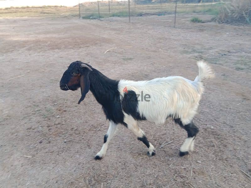 Pakistani goats for sale 12