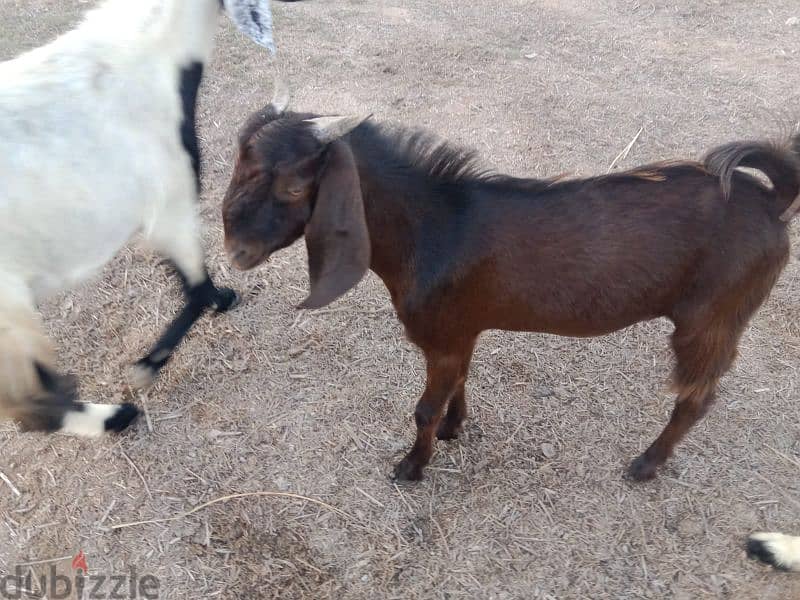 Pakistani goats for sale 13