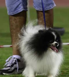 Pomeranian dog