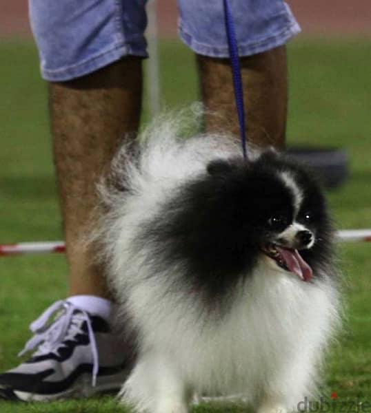 Pomeranian dog 0